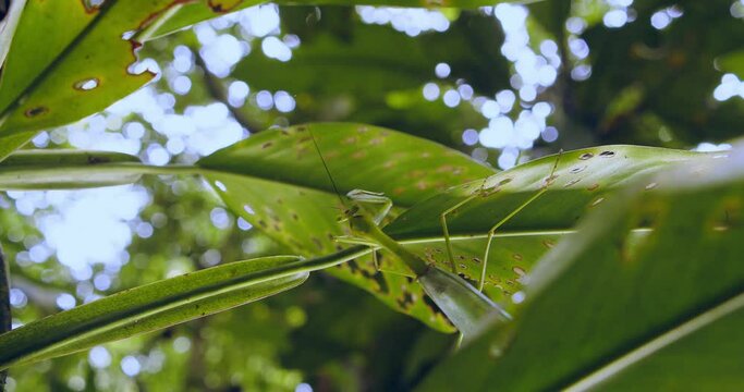 The macromantis swings back and forth under a leaf as if the wind is blowing in the bush giving it perfect camouflage. Close-up shot