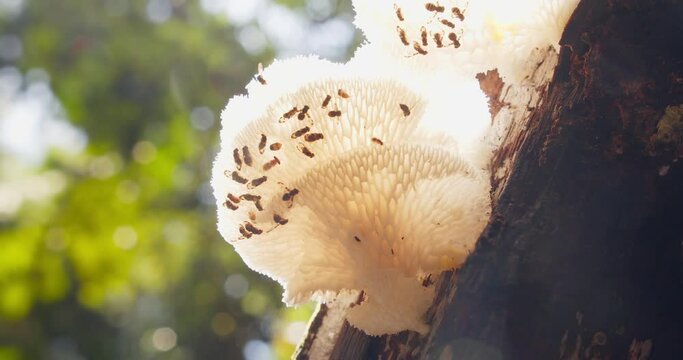 Macro shot of fungus eating flies on white tree fungus in Amazon rainforest, Peru