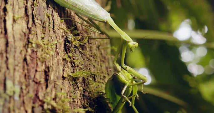 Nice close-up of the cannibalism of the green praying mantis that has another specimen between its grasping arms and eats it.