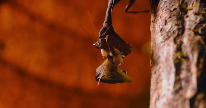 Timelapse of dead leaf mantis eating on tree branch, Amazon rainforest, Peru