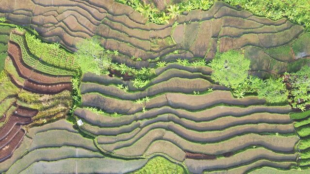 Overhead drone shot pattern of rice field. Flooded rice field of early paddy plant planting process. Agriculture concept growing rice plants in Indonesia - Nature aerial footage