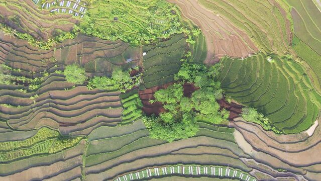 Overhead drone shot pattern of rice field for cultivation, agricultural land with green in countryside, Agriculture concept growing rice plants in Indonesia - Nature aerial footage