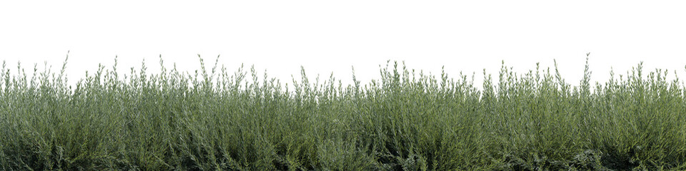 Evergreen rosemary plant field in nature,  meadow in springtime, Tropical forest isolated on transparent background - PNG file, 3D rendering illustration for create and design or etc