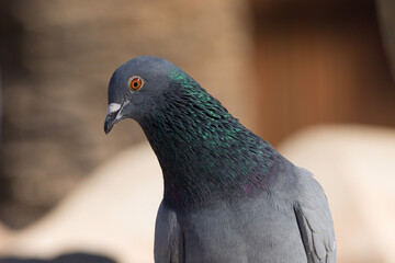 portrait of a beautiful pigeon