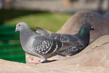 pair of pigeons on a rock