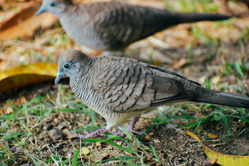 A pigeon that lives in a public park