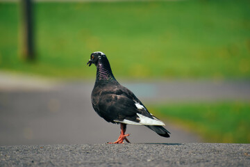 A pigeon that lives in a public park