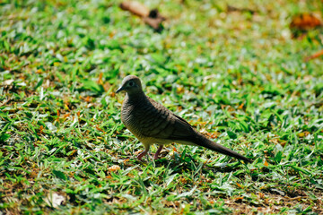 A pigeon that lives in a public park