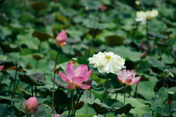 Beautiful white lotus flower and dragonfly in the lake
