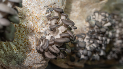 Close up of young oyster mushrooms grow on mushrooms farm, selective focus
