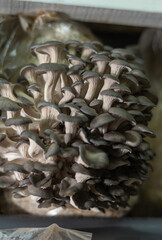 Close up of organic oyster mushrooms grow on mushrooms farm, selective focus