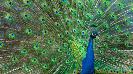 Obraz premium ein blauer Pfau mit offenem Gefieder