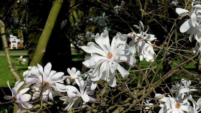 White flower of Magnolia stellata in urban park close up