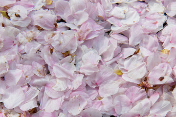 pink sakura flower petals