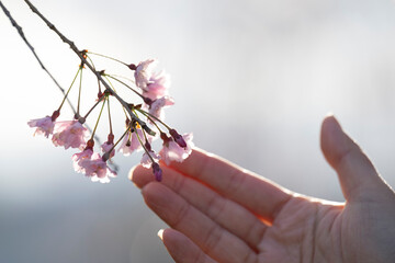 Spring will soon come. Touch the cherry blossoms.