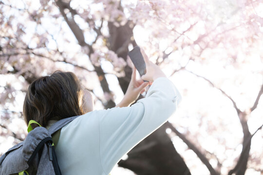 People taking pictures of cherry blossoms at a cherry blossom viewing in the backlight.　