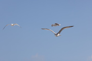 Seagulls in flight over Walcott Coast Norfolk UK