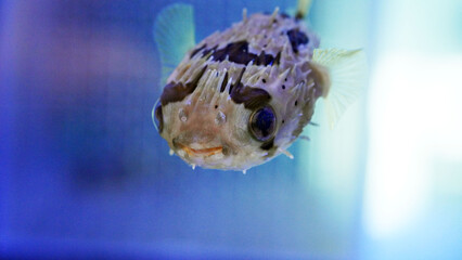porcupine puffer © SungGeun