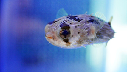 porcupine puffer © SungGeun