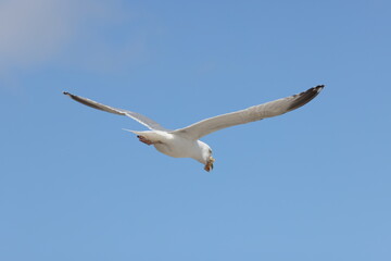 Seagulls in flight over Walcott Coast Norfolk UK