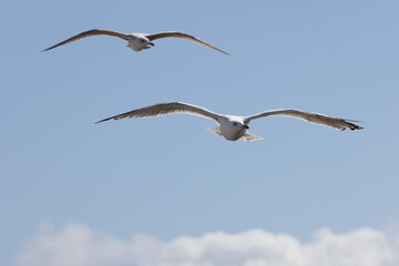 Seagulls in flight over Walcott Coast Norfolk UK