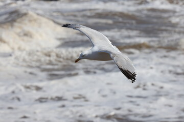 Seagulls in flight over Walcott Coast Norfolk UK