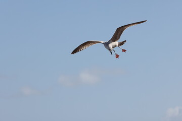 Seagulls in flight over Walcott Coast Norfolk UK