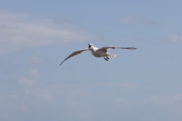 Seagulls in flight over Walcott Coast Norfolk UK