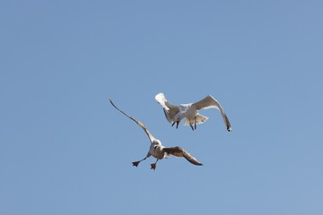 Seagulls in flight over Walcott Coast Norfolk UK