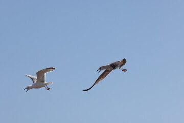 Seagulls in flight over Walcott Coast Norfolk UK
