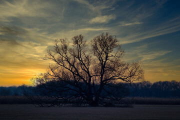baum, abendrot, himmel, landschaft, sonne, 