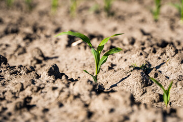 Maize seedling in the agricultural garden with blue sky.