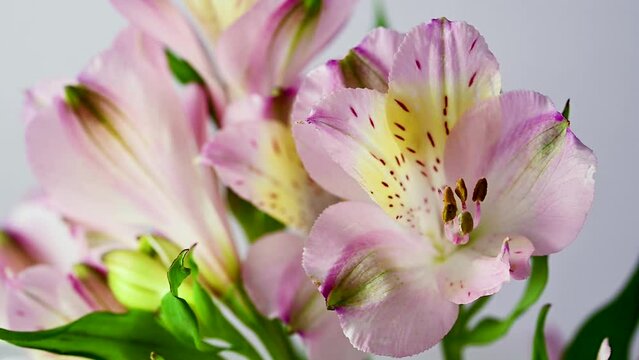 Alstroemeria pink flowers, beautiful floral background