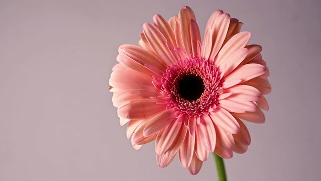 Pink Gerbera daisy flower head, pink floral background