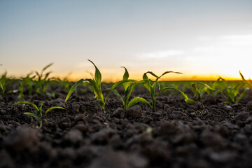 Sprouted green young corn on organic soil in a sunset. Plants cultivation. Agriculture.