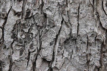 texture tree wood pattern