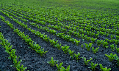 Fototapeta na wymiar Rows of young fresh beet leaves. Beetroot plants growing in a fertile soil on a field. Cultivation of beet. Agriculture.