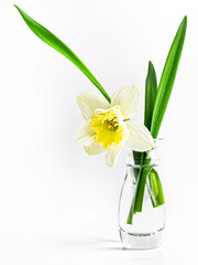 one daffodil in a glass vase on a white background