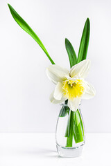one daffodil in a glass vase on a white background