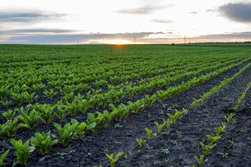 Landscape of oung green sugar beet leaves in the agricultural beet field in the evening sunset. Agriculture.