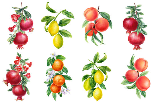 Set Fruits. Orange, lemon, peach and pomegranate. Watercolor botanical illustration, isolated on white background. 