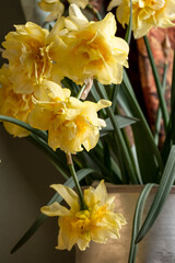 Blooming daffodils in the iron bucket, vintage still life, art interior design