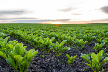 Landscape of oung green sugar beet leaves in the agricultural beet field in the evening sunset....