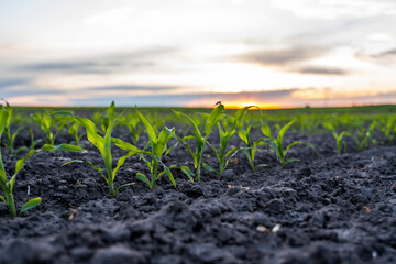 Close up of a rows of young corn plants on a agricultural field in a sunset.