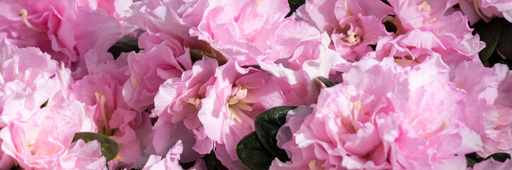 Blooming azalea, beautiful pink colors flower, seasoning gardening concept