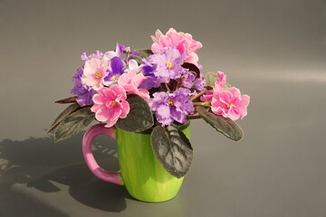  Blue and pink violets on a gray background. Blooming home flowers. Saintpaulia side view.	