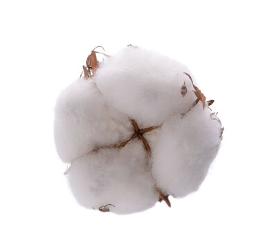 Cotton plant flower isolated on white background. Ripe cotton ball.