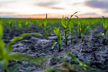 Close up young wheat seedlings growing in a field. Green wheat growing in soil.