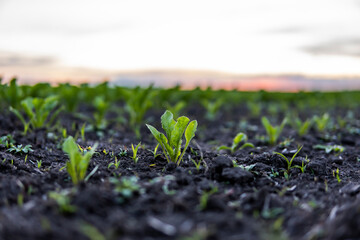 Rows of young fresh beet leaves. Beetroot plants growing in a fertile soil on a field. Cultivation of beet. Agriculture.