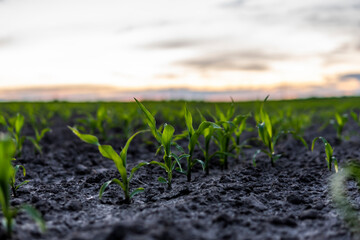 Young green maize corn in the agricultural cornfield in the evening sunset. Agriculture.